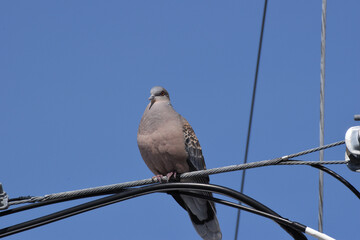 dove on a branch