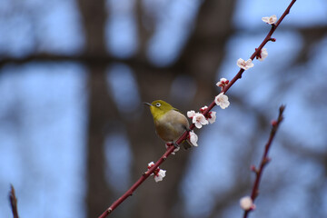 bird on a branch