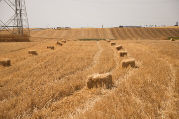 Bales in line on the ground after mowing the wheat field to feed the farmer's cattle. Stubble plot...