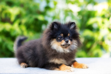 Funny fluffy black pomeranian puppy with tan close-up on a background of greenery
