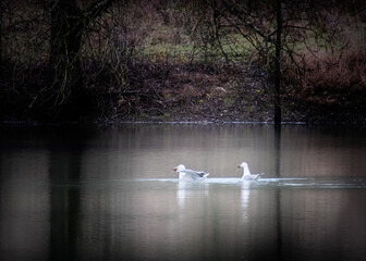 Les mouettes avec leurs repas