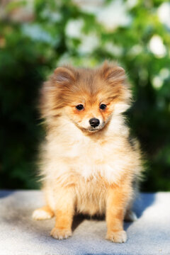 Funny fluffy Pomeranian puppy of red and white color close-up on a background of greenery