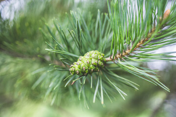 young green cone of a Christmas tree. young coniferous tree. Christmas tree cone close-up. macro photography of a green cone