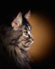 Portrait d'un Maine Coon