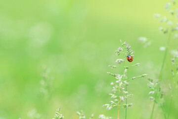 野原のてんとう虫