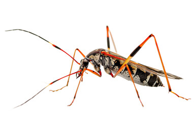 Assassin Bugs in Close Proximity On Transparent Background.