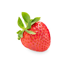 Single cultivated fresh raw strawberry of bright red colour, sweet flavour and aroma, juicy texture with green leaves isolated on white background used as ingredient in culinary for jam and juice