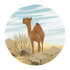 Round composition. A one-humped camel stands near stones and bushes in the desert. Realistic vector landscape