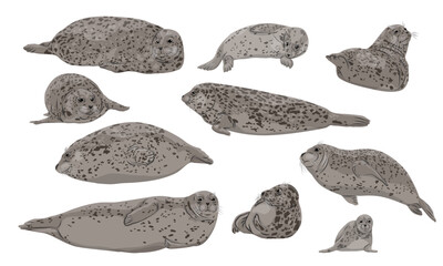 Set of harbor seals and their pups. Seal Phoca vitulina. Wild animals of the northern hemisphere. Realistic pinniped animal