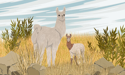 A mother llama and her cub stand in a meadow with dry grass and bushes. Vector realistic landscape