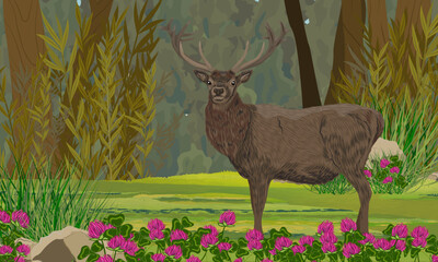 A red deer with large antlers walks through a blooming summer forest. Realistic vector landscape