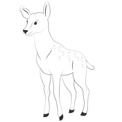 Female Deer Drawing