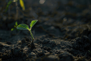 Seedling sprouting from rich soil.