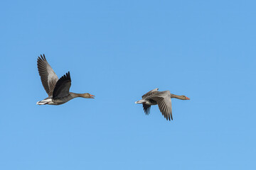 Two Greylag geese in flight on a sunny day