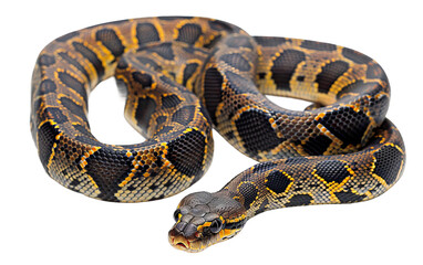 Carpet Python's Stealthy Presence On Transparent Background.