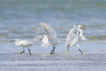 Two Little Egrets fighting on the beach