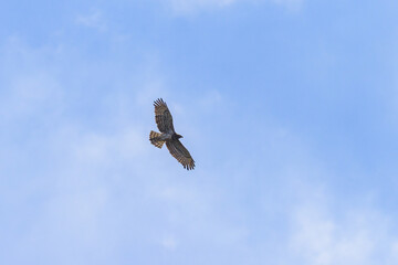A short toed snake eagle in flight