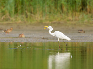 A Great Egret standing in a pond