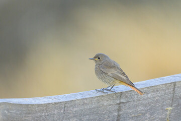A Black Redstart sitting on a wooden fence