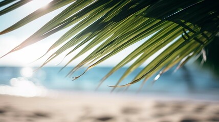 Palm Leaf on Beach with Sun Reflection
