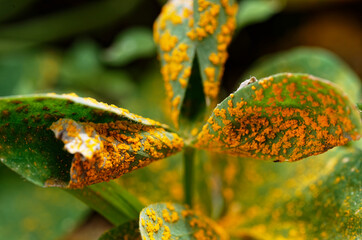 Oxalis rust affects the leaves of an oxalis plant