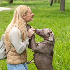 blonde woman laughing with her affectionate weimaraner dog in a park