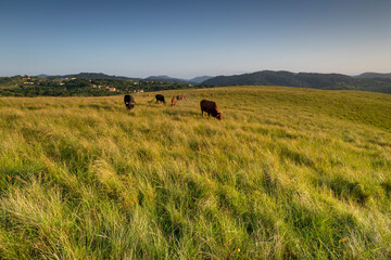 The Wild Coast, grasslands and African veld grazing fields for Nguni cattle in South Africa