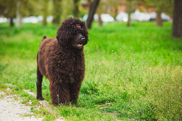 Fototapeta premium curious black poodle exploring the lush park scenery
