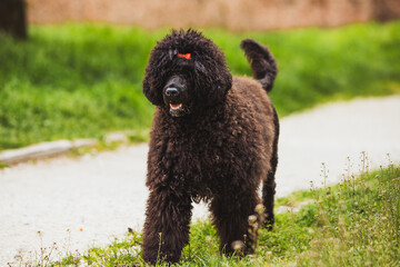 playful black poodle enjoying a lively moment in a vibrant park setting