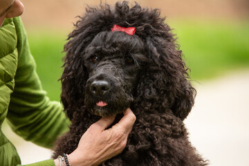 close-up of a black poodle with a cute bow looking attentively