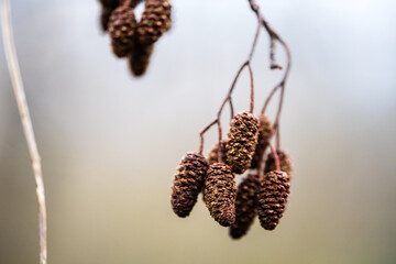 Les strobiles de l'aulne : Un élément essentiel de la pollinisation