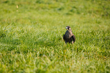 Majestic Falcon Posing in the Grass
