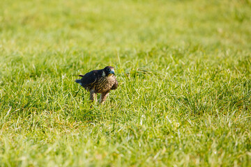 Falcon Posing in the Grass