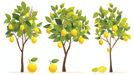 Lemon trees with fruit - isolated on white background - obrazy, fototapety, plakaty