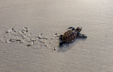 Little Sea Turtle Cub, Crawls along the Sandy shore in the direction of the ocean to Survive, Hatched, New Life, Saves, Way to life, Tropical Seychelles, footprints in the sand, forward to a new life