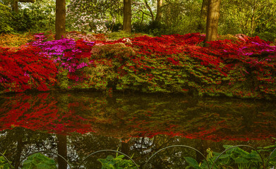 View of blooming azalea bushes reflecting in pond water; water in foreground; big trees in background	