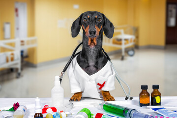Dachshund dog on duty, nurse with stethoscope on her neck, walks around patient rooms with medicines and injections Doctor on duty at hospital reception meets patients and issues prescribed treatment