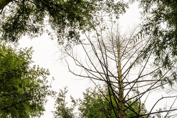 Enjeux écologiques en forêt française : Un conifère mort au milieu de ses congénères