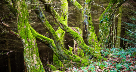 Forêt merveilleuse : enfilade de troncs d’arbres courbés et tordus en forêt de...