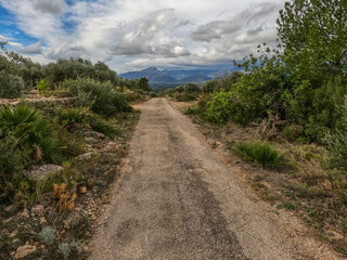 Fototapeta premium Jungle Road 