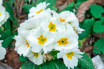 Cluster of white primroses with vibrant yellow centers nestled among green leaves, signaling the start of spring