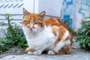 Ginger and white cat with green eyes resting on concrete, with a backdrop of green shrubs and a faint urban setting