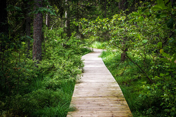Fototapeta na wymiar Footpath through the forest. Tourist attraction. Walking in woods. Scenic walk in National Park. Vivid green nature. Pathway made of wooden planks.