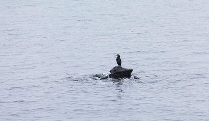 Cormorant resting on a small reef on the coast. Japanese cormorant, Temminck's cormorant, Phalacrocorax capillatus