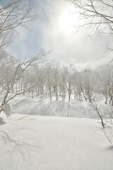 Snow winter Forest Birch trees sun clouds hokkaido japan