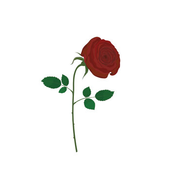 Single withered rose flat vector illustration on white background. A stages of a rose. Wilting rose.