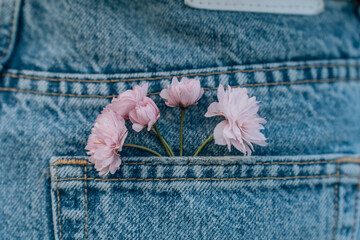 pink flowers in the pocket of blue jeans, close-up