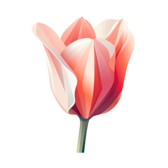 Close-up tulip flower in pastel shades of red and pink on a white background, in a minimalist and cubist style