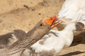 Goose head stretched up with orange beak open showing tongue, against blurred background
