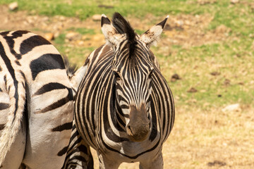 Two Zebras standing in green field, one facing camera, the other has rear to camera.